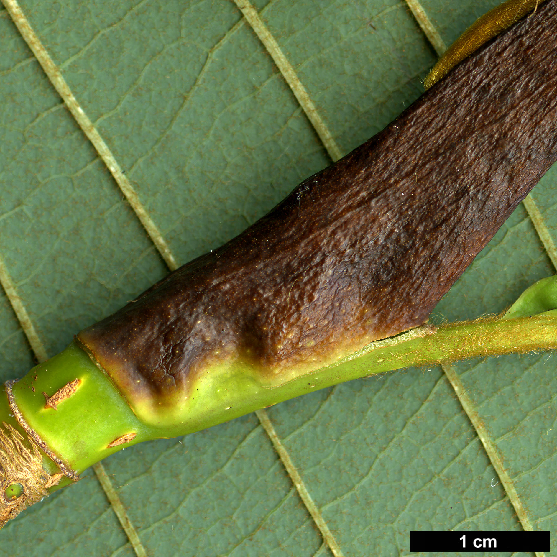 High resolution image: Family: Magnoliaceae - Genus: Magnolia - Taxon: rostrata